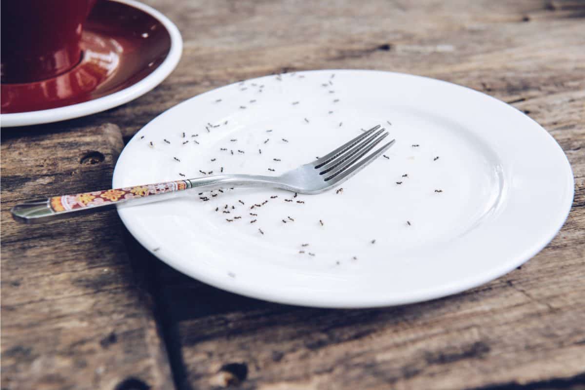 蚂蚁在空盘子上寻找甜食的镜头＂width=