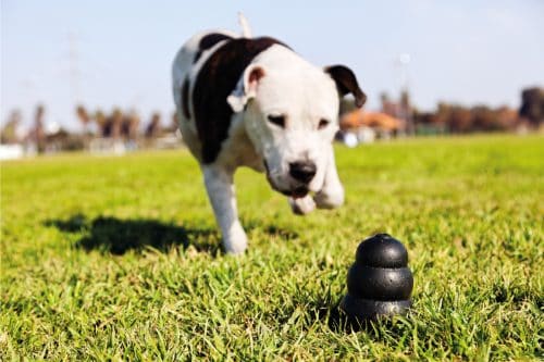Read more about the article Are Dog Kongs Dishwasher Safe?