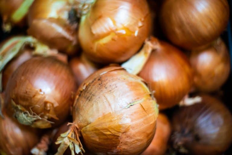 新鲜收获白洋葱刚堆,洋葱圈有鸡蛋吗?(答案可能会让你大吃一惊!)