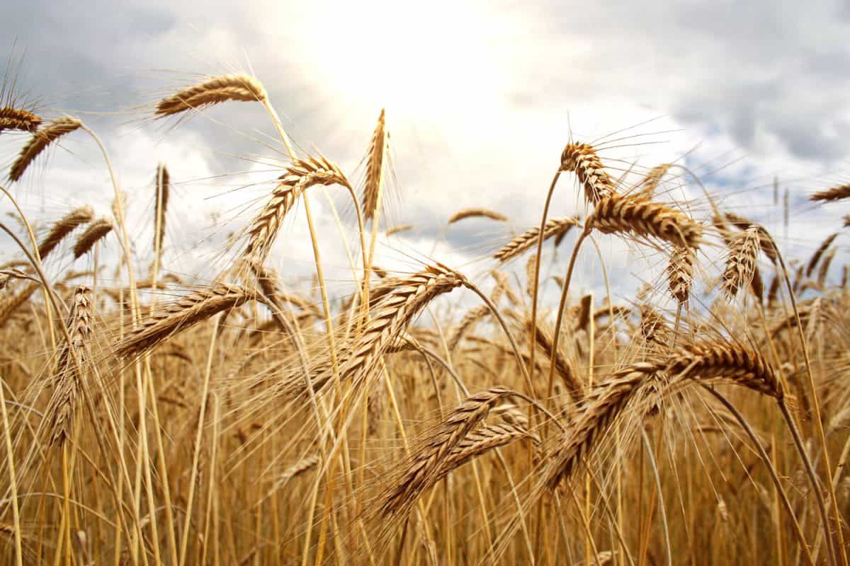 在小麦种植园拍摄的小麦叶子