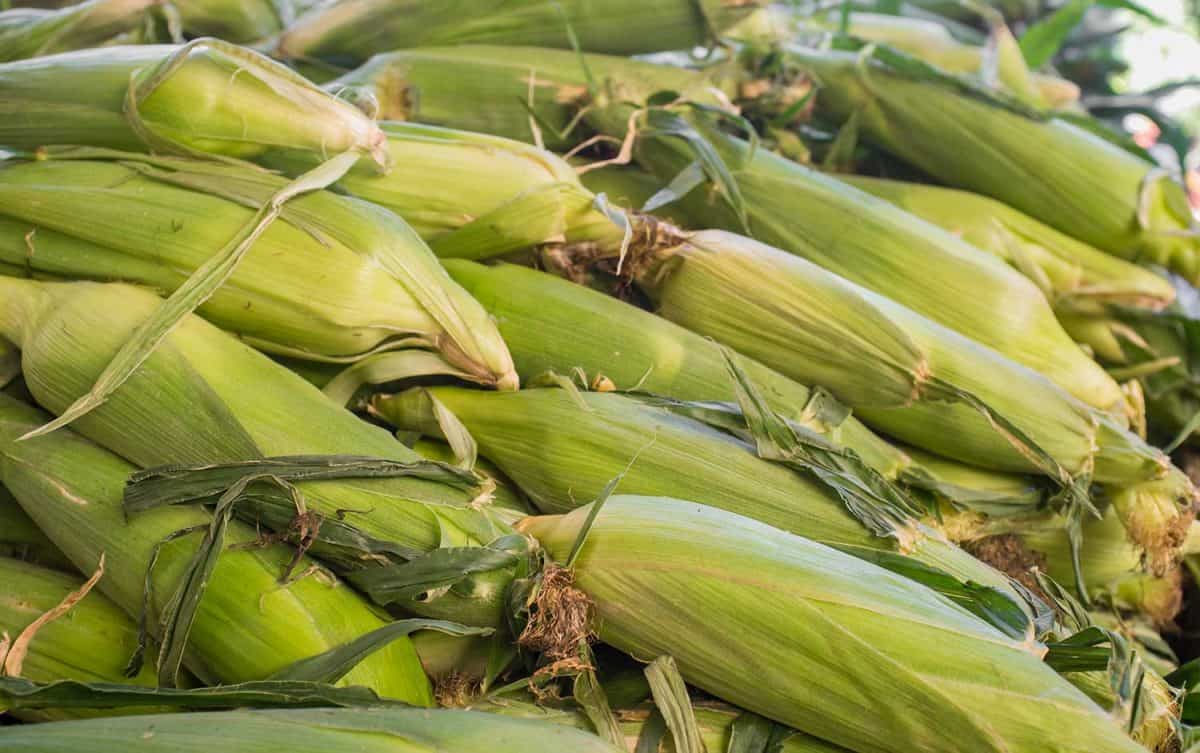 玉米农民市场上展出