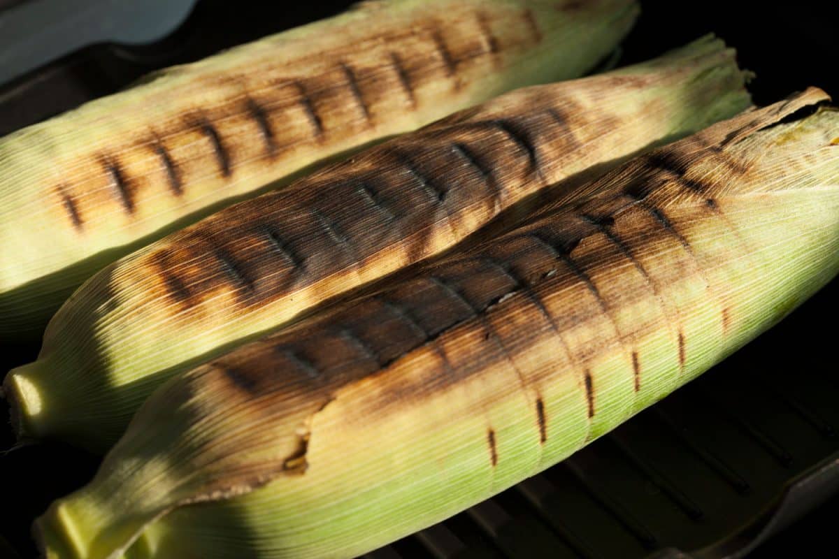 Grilled unpeeled corn close-up