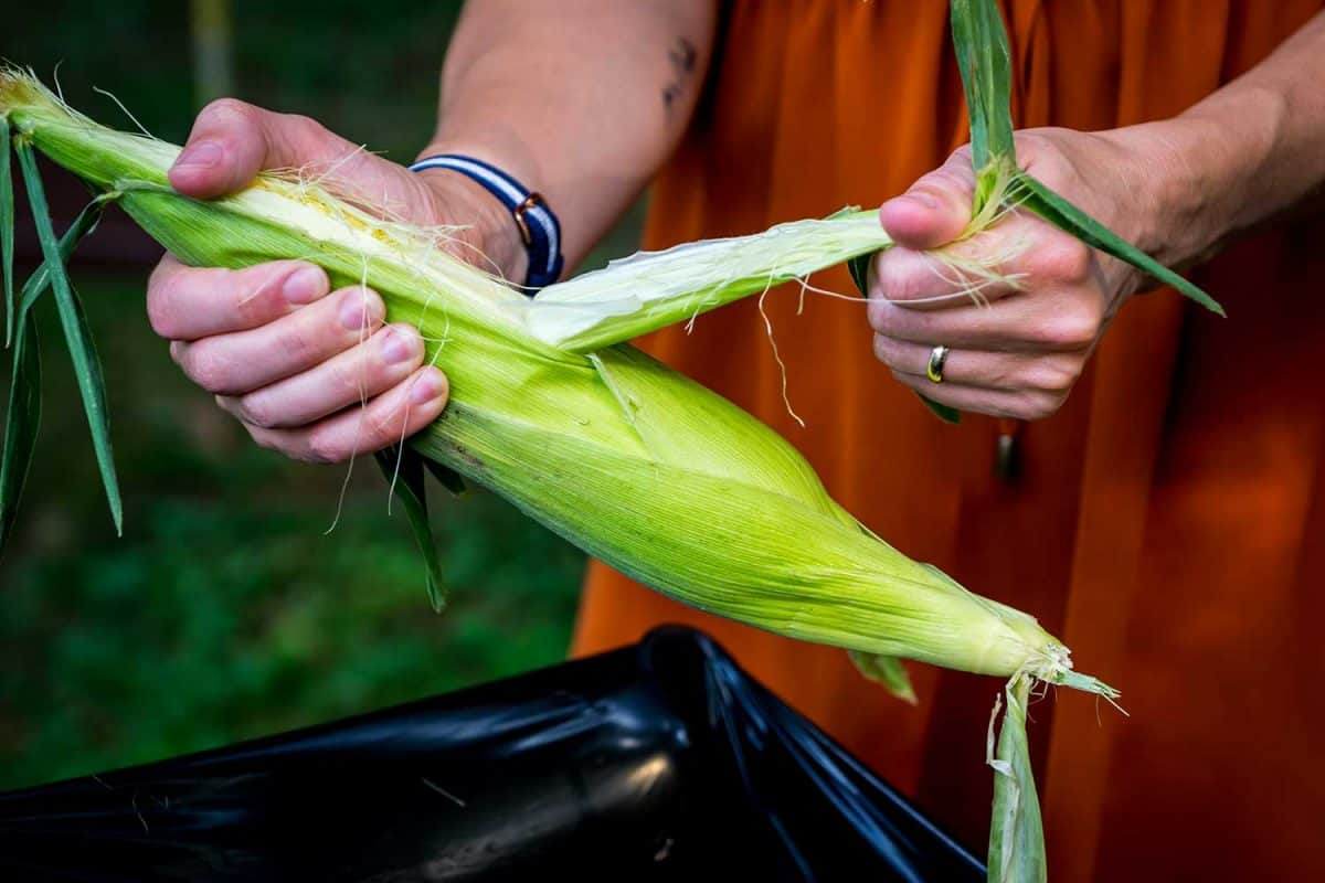 人剥壳一个玉米