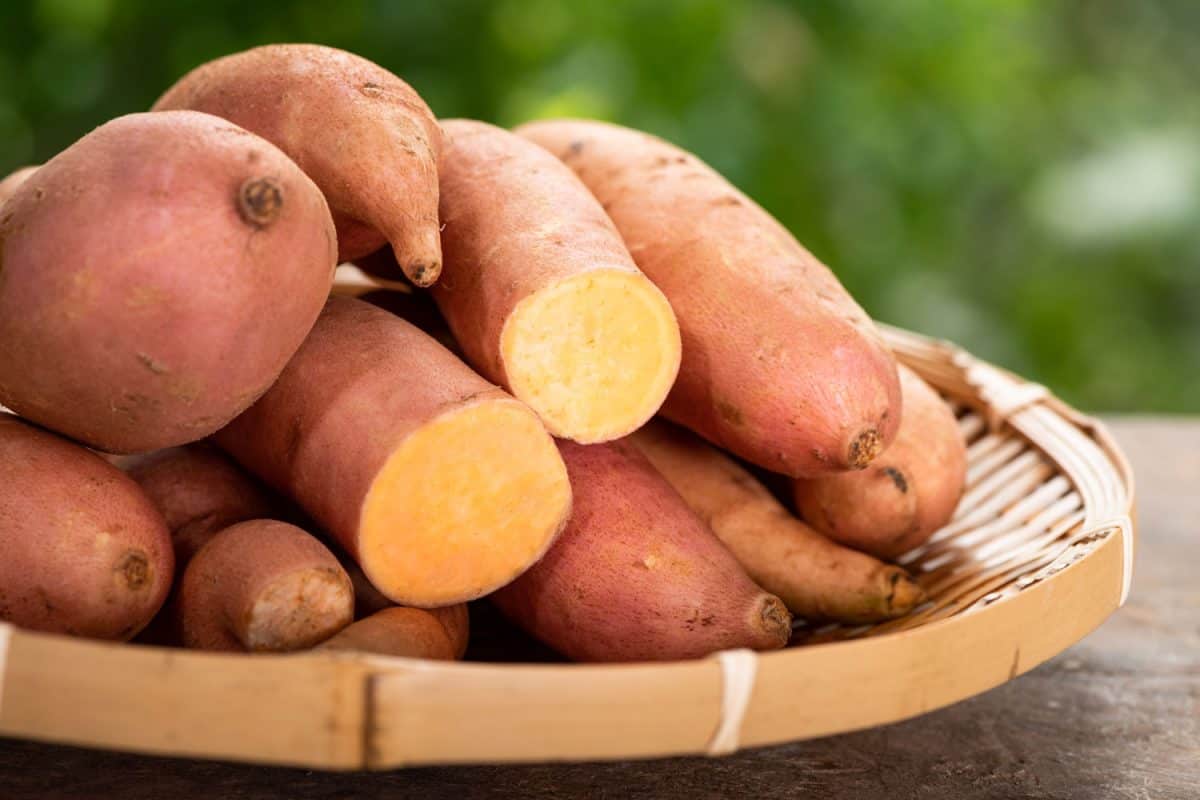 一个小篮子装满了红薯