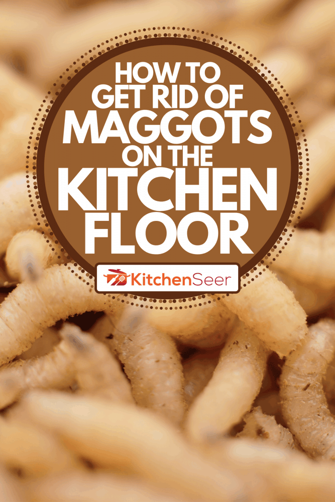 容器中的巨型蛆虫，如何摆脱厨房地板上的蛆虫雷电竞官网网址