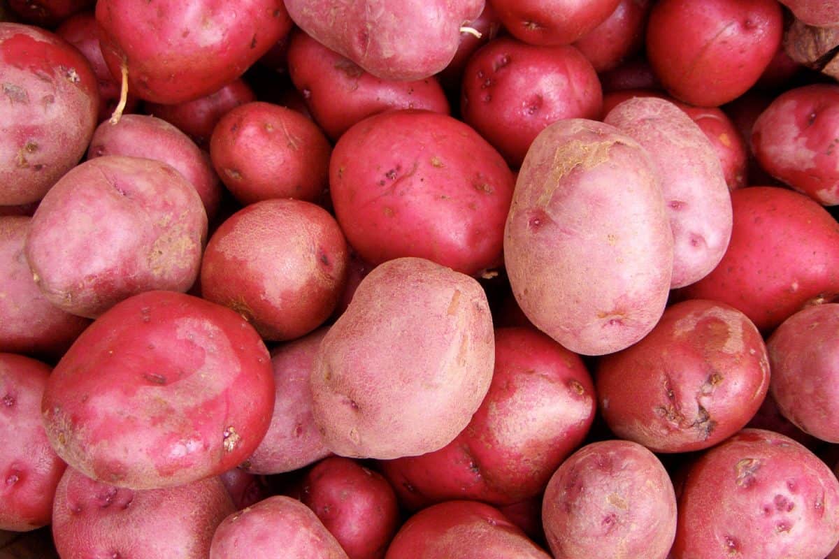 美味的蔓越莓甜土豆