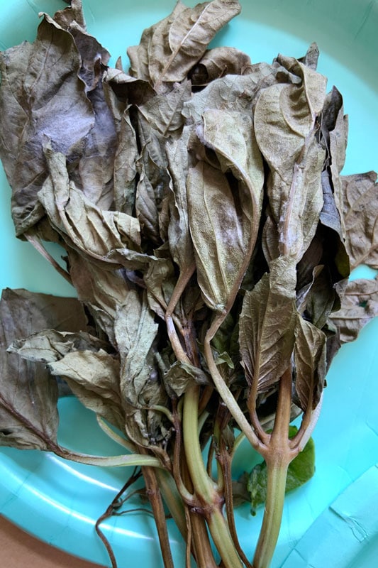 罗勒的食物残渣被保存下来用于堆肥，这意味着对环境的零浪费