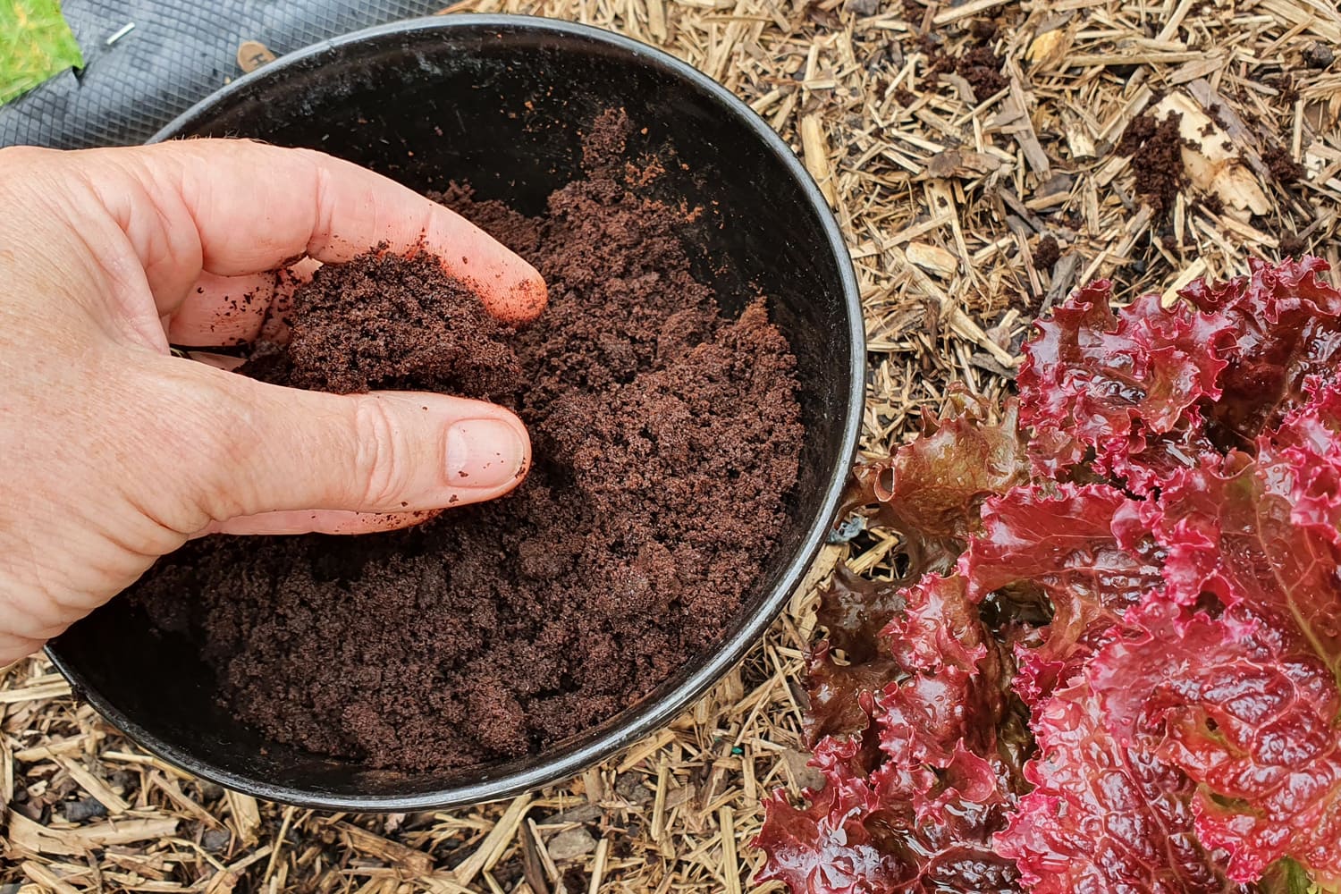 新鲜的咖啡渣的花园,花园肥料,循环利用咖啡渣