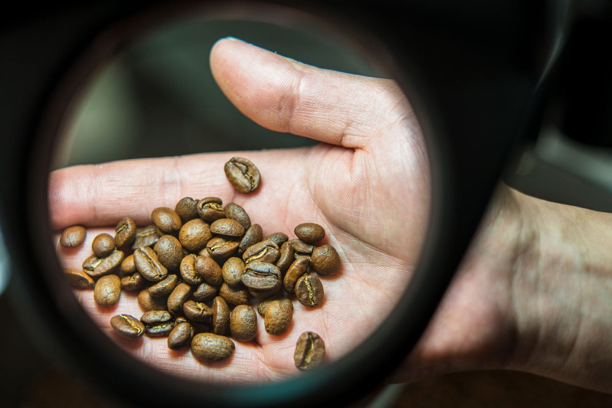 咖啡厂是站在工业烘烤器机检查咖啡