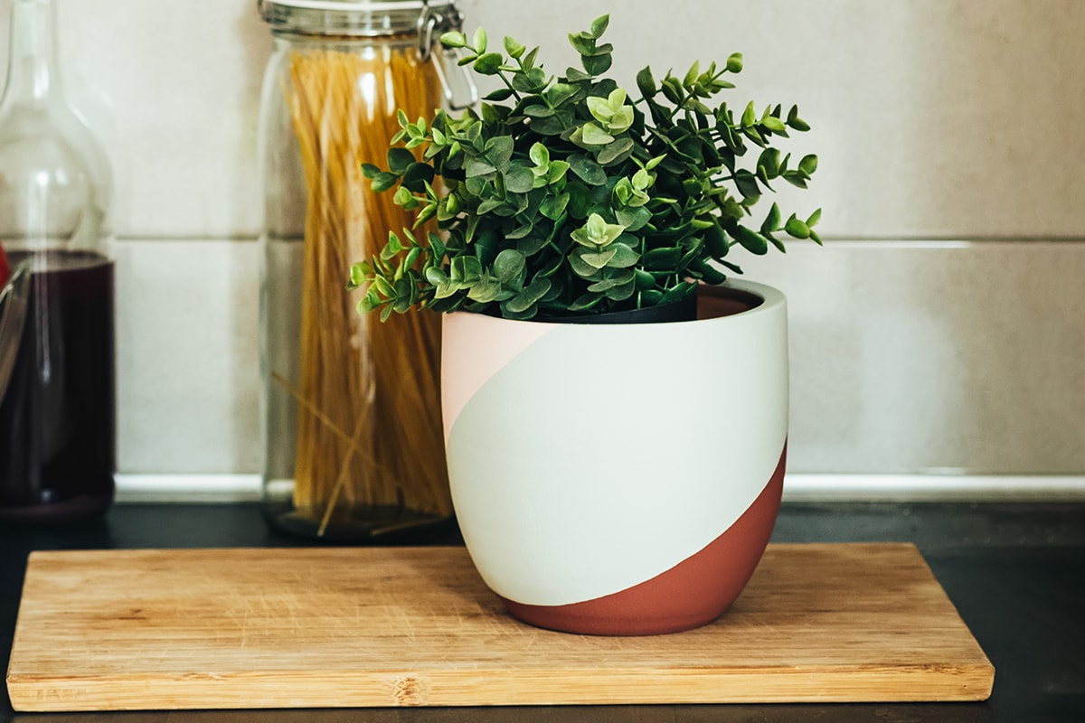 一瓶红酒和厨房台面上的室内植物雷电竞官网网址