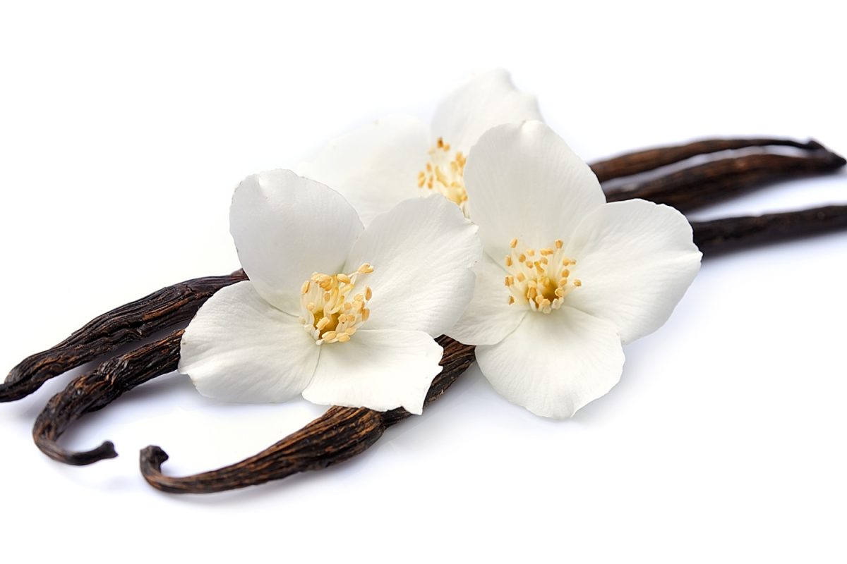 烤香草和香草精使用&差异