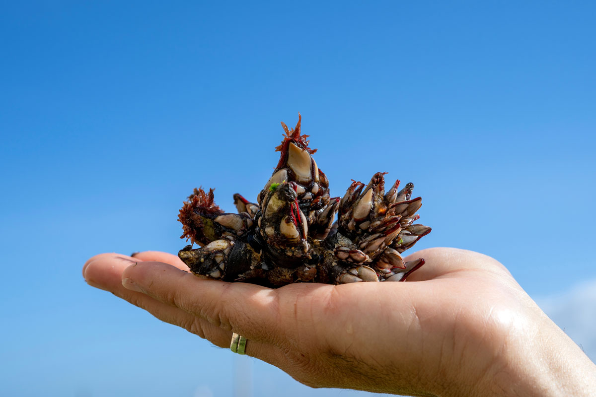 鹅藤壶被称为知觉。著名的甲壳类海鲜