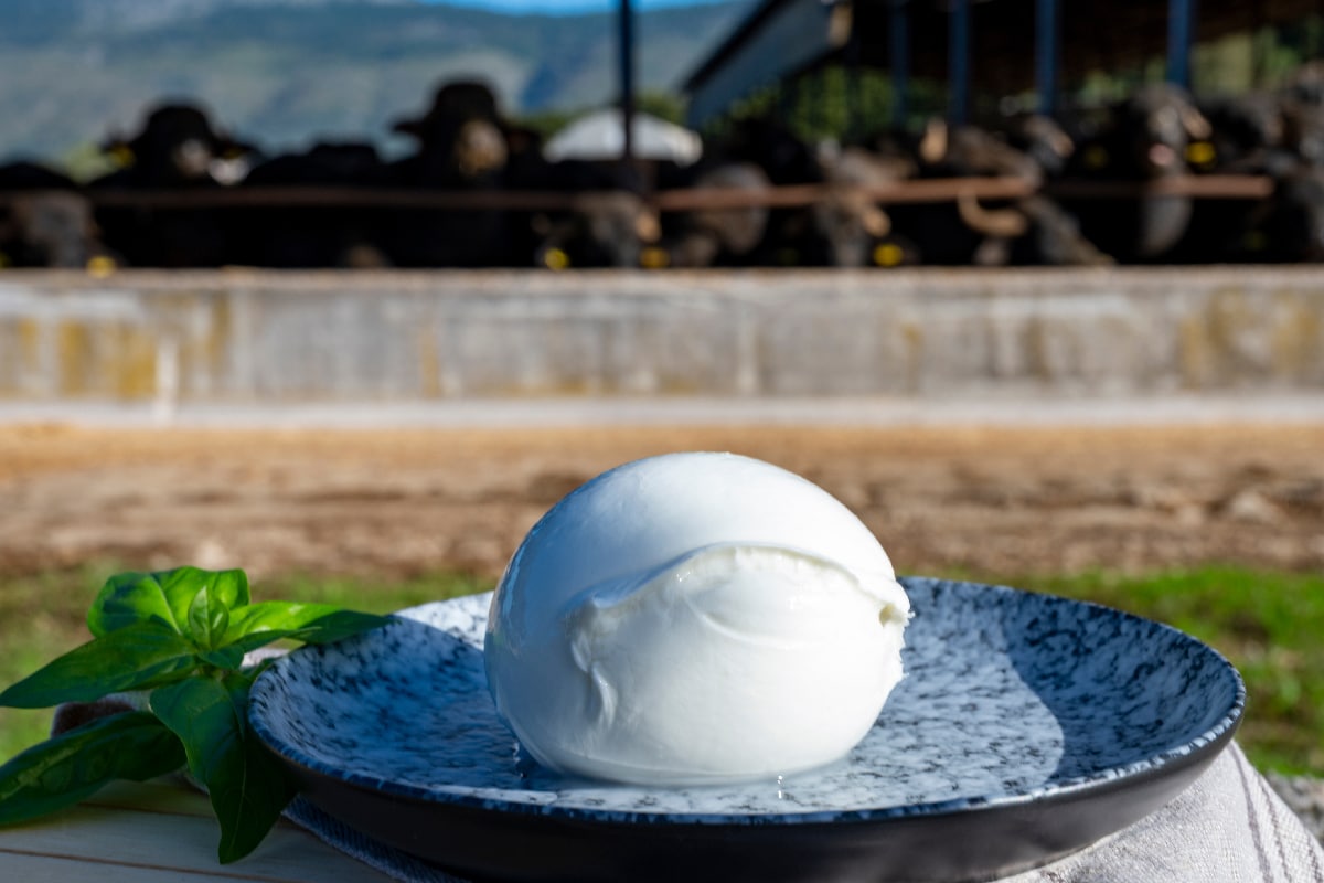 意大利软奶酪马苏里拉奶酪