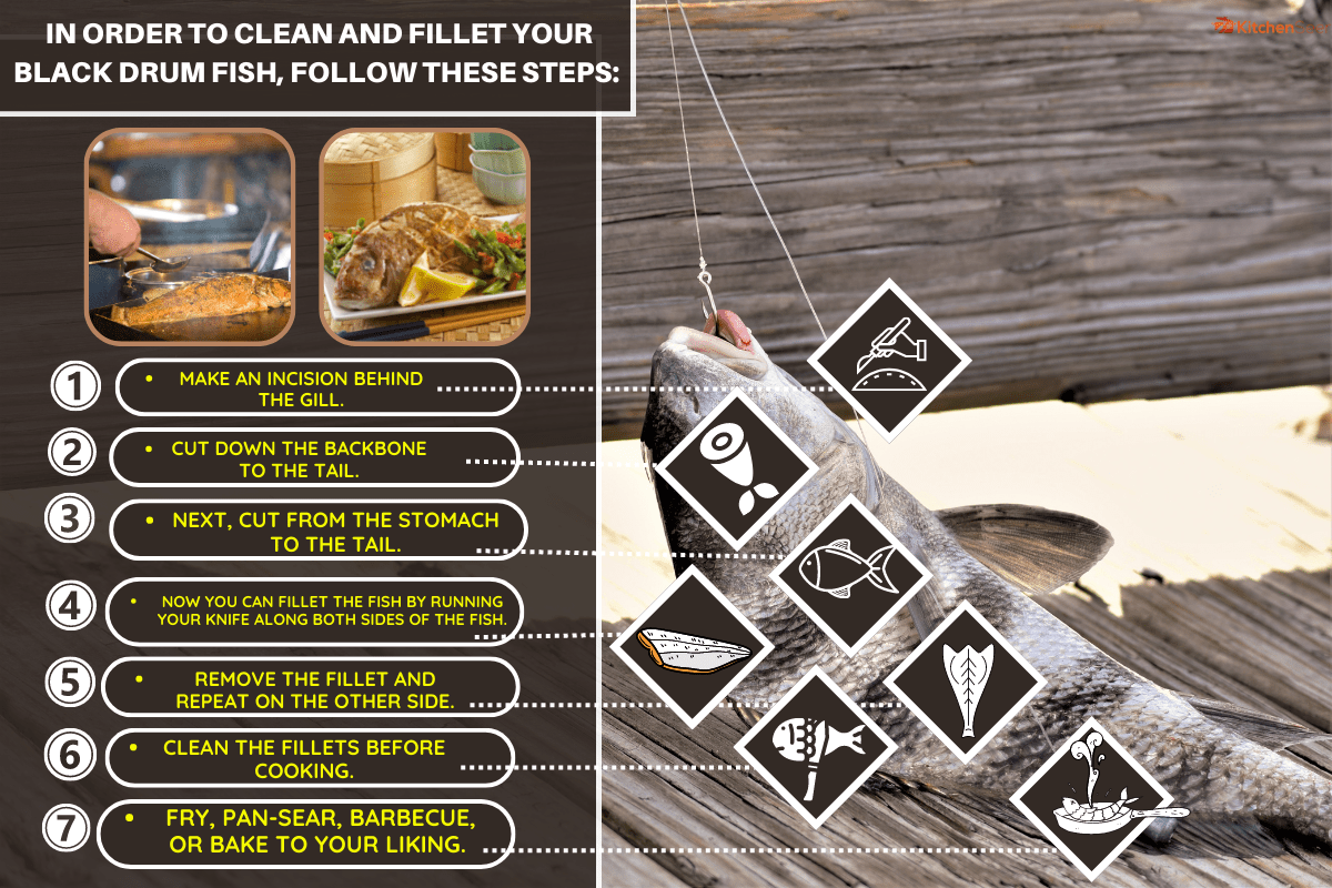 一条垂死的黑鼓鱼的肖像，在那里钓线，铅和一些血可以看到。你能吃黑鼓鱼吗?(是的!以下是如何准备它!］