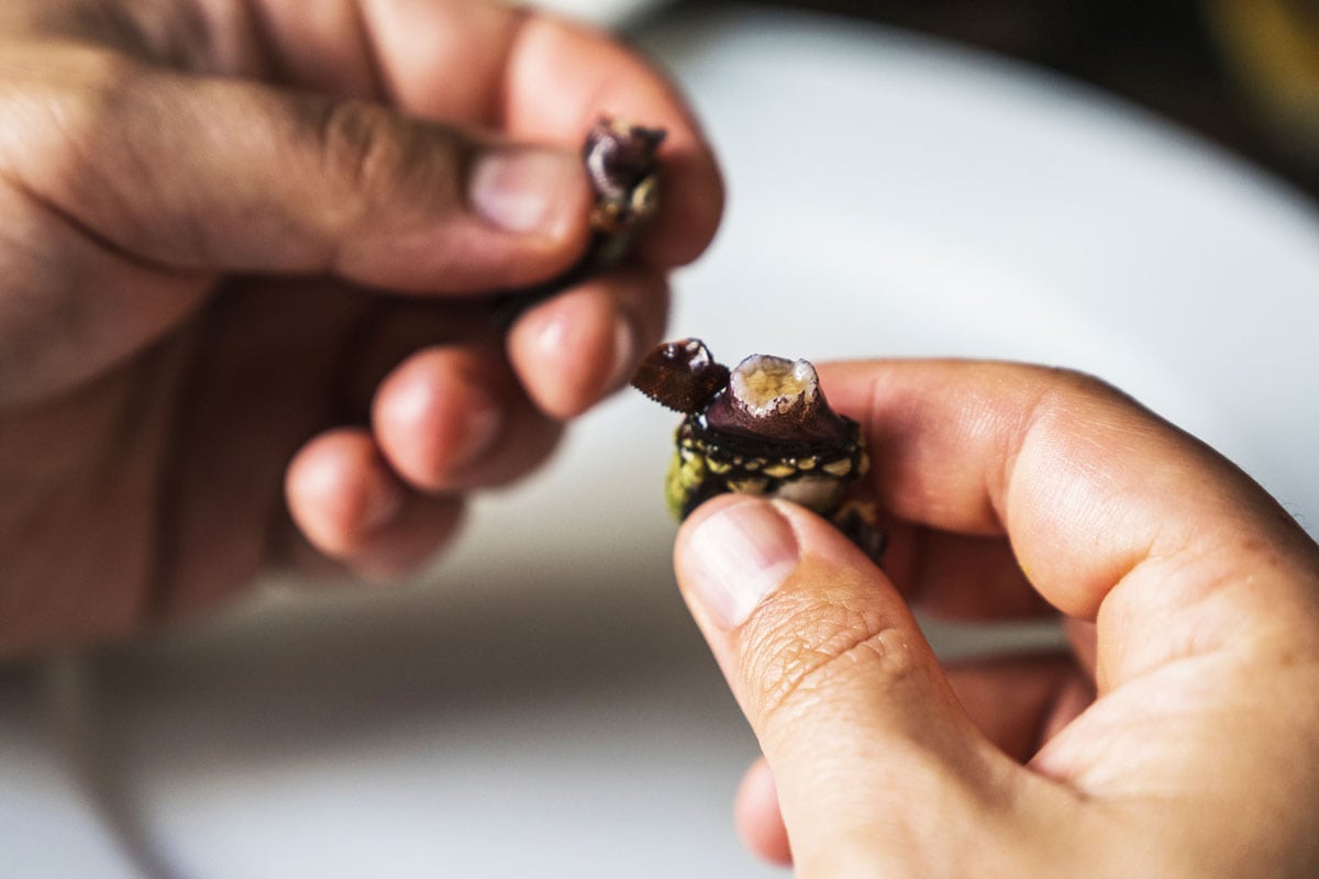 去除颈藤壶的头和壳