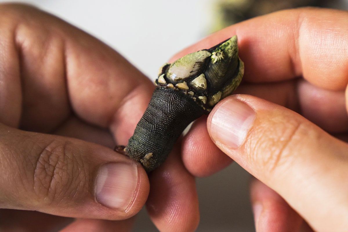 将已经煮好的藤壶去皮，加盐煮熟