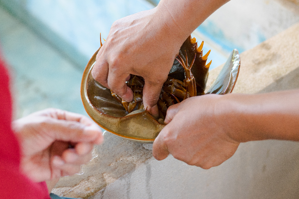 渔夫正在探索马蹄蟹